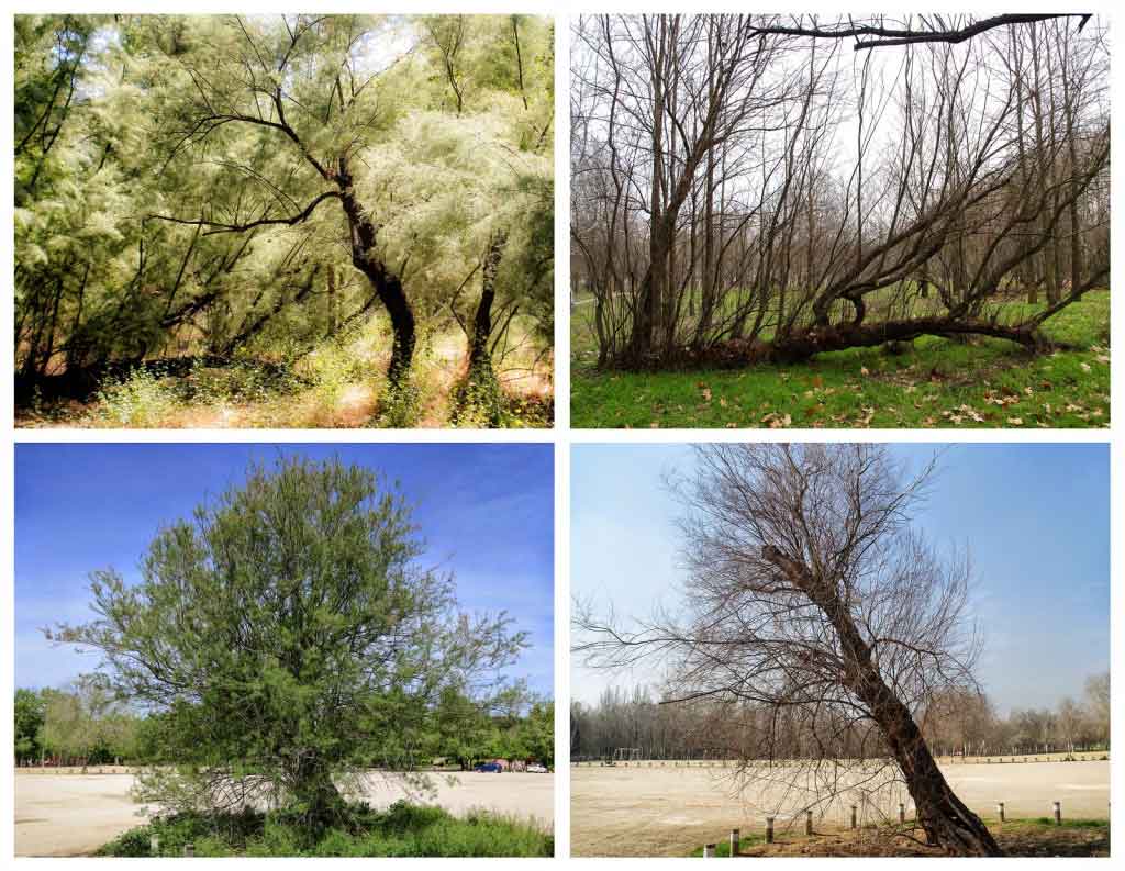 Estos ejemplares tienen su origen en la plantación que mando hacer Felipe II en 1584 trayendo los ejemplares de Aranjuez. 