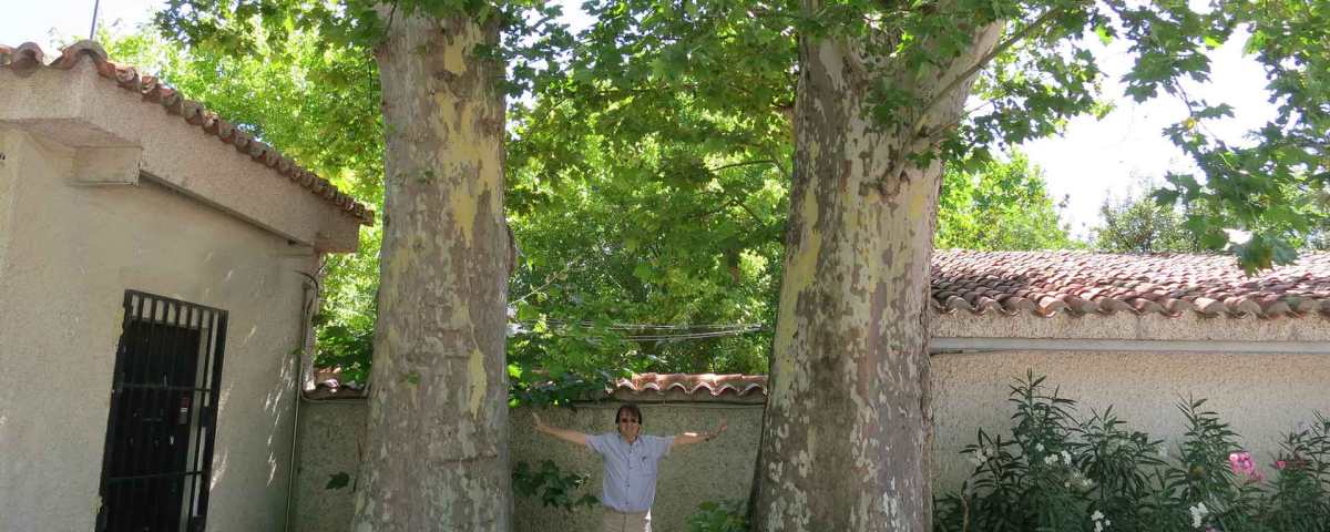 Los Plátanos de la Puerta del Esparragal