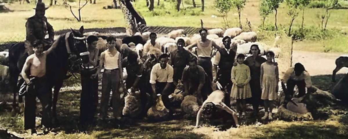 La ganadería lanar en la Casa de Campo