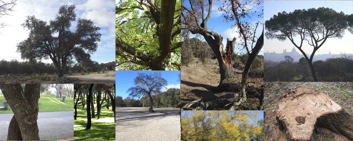 Árboles de la Casa de Campo