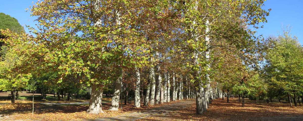 Paseo de los Plátanos
