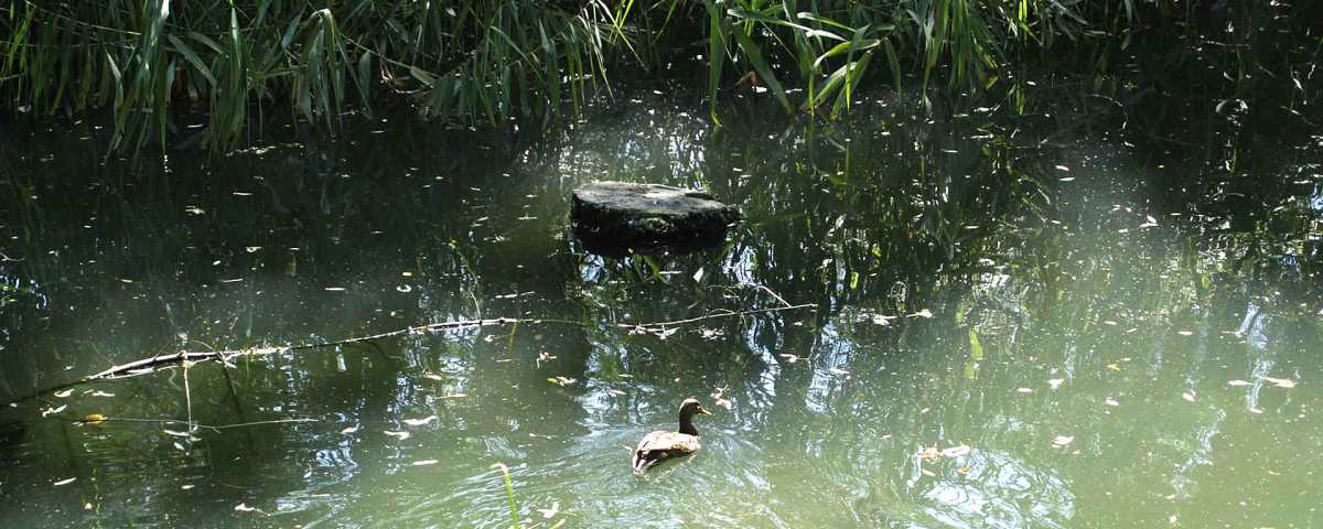 Arroyo de los Meaques