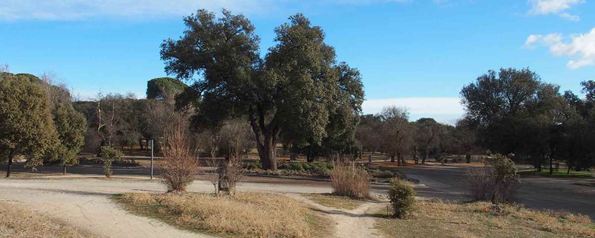Glorieta de la Encina de Trillo