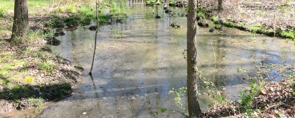 Humedal del Ruiseñor