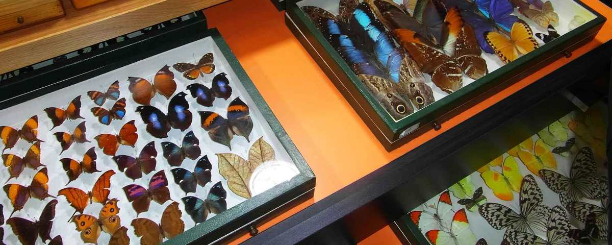 Centro Entomológico