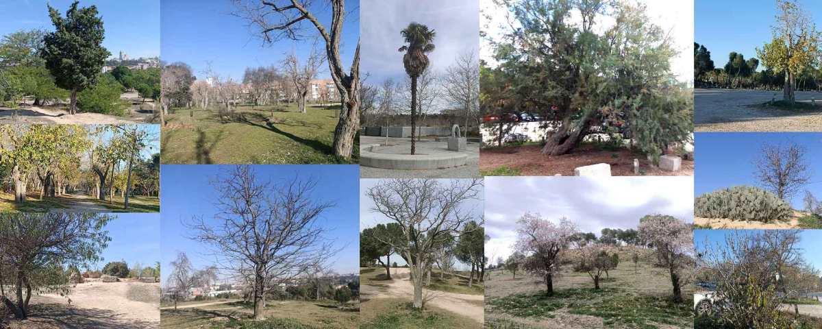 Árboles Superviviente