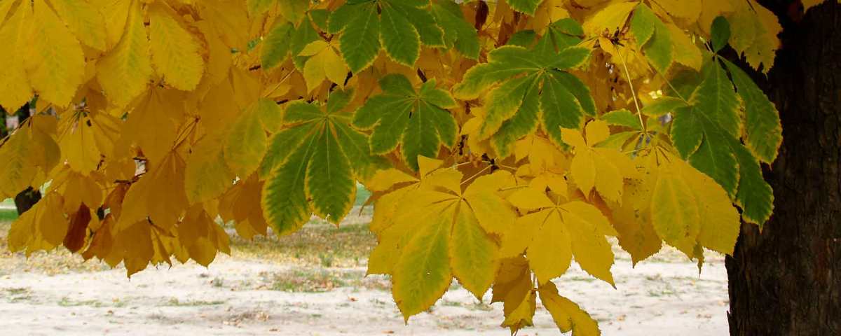 Paseo de los Castaños