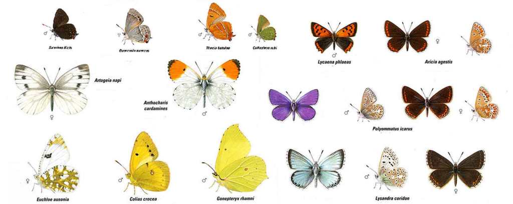 MARIPOSAS de la Casa de Campo