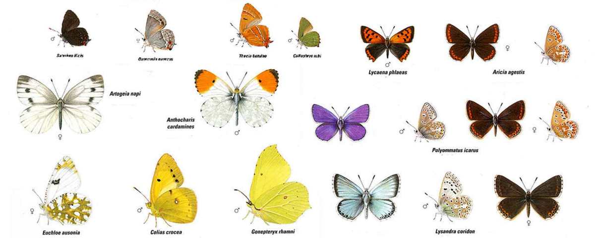 MARIPOSAS de la Casa de Campo
