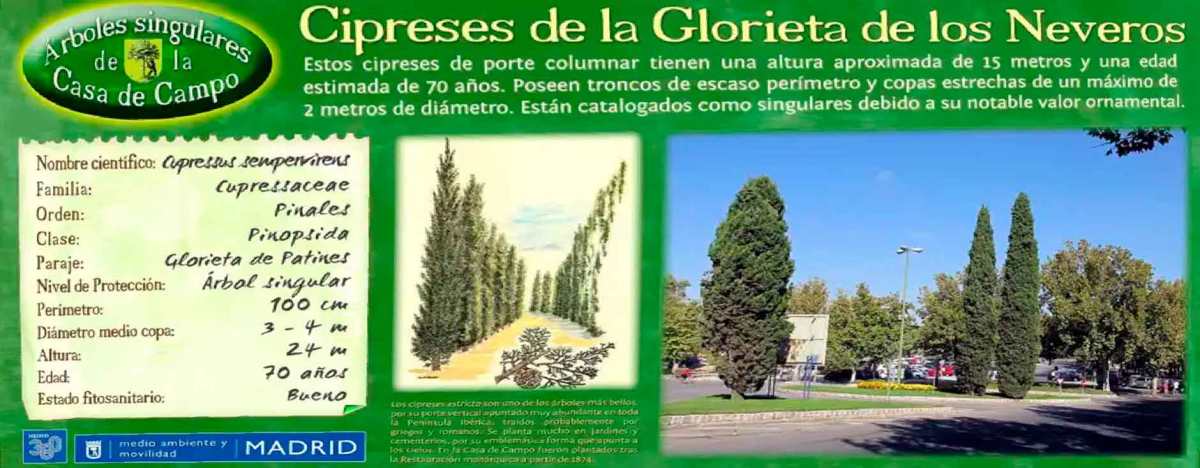 Nuestros ÁRBOLES singulares