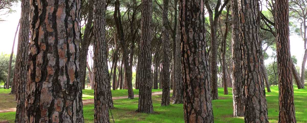 Pinar de las Siete Hermanas