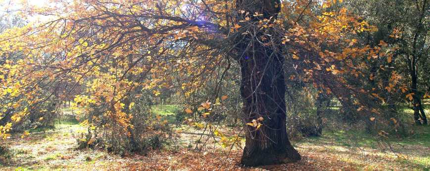 Los últimos escarabajos de los robles